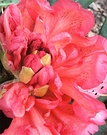 Coral Red Rhododendron