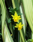 Daffodil Cream Flax