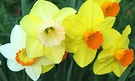 Daffodil Group