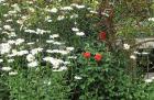 Daisies Fence