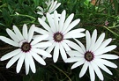 Daisy Group