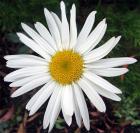 Daisy Perennial White