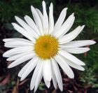 Diasy Perennial White