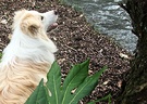 Dog Aralia