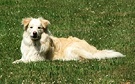 Dog Clover Grass