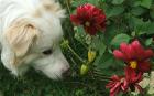 Dog Dahlia Seedhead