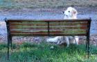 Dog Garden Bench