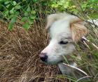 Dog Grass Nose