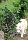 Dog Hazelnut Trees