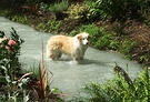 Dog In Water
