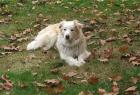 Dog Leaves Oak