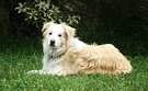 Dog Pittosporum Tree