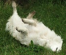 Dog Tummy