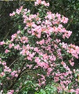Early Azalea Pink