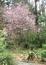 Early Blossom Spring