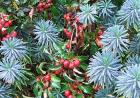 Euphorbia Crab Apple
