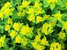 Euphorbia Foliage Yellow