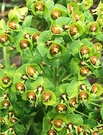 Euphorbia Seedhead
