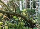 Fallen Tree Wattle