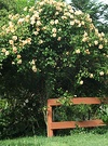 Fence Terracotta Rose
