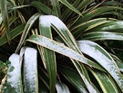 Flax Striped Snow