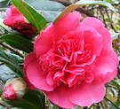 Flower Camellia Bud