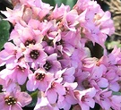 Flower Pink Bergenia