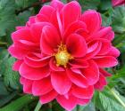 Flower Pink Dahlia