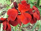 Flower Red Wallflower