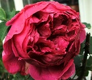 Flower Rose Othello