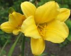 Flower Yellow Daylily