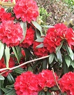 Flowering Red Rhododendron