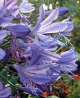 Flowers Agapanthus Blue