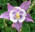 Flowers Lilac Aquilegia