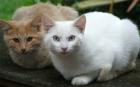 Fluff White Kitten