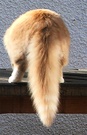 Fluffy Cat Tail