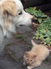 Fluffy Kitten Dog