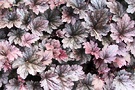 Foliage Heuchera