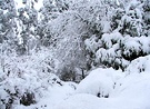 Garden Snow Trees