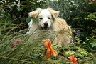 Gardening Dog 2