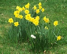 Grass Daffodils Spring
