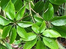 Green Pseudopanyx