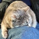 Grey Cat Knee