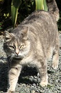 Grey Cat Striped
