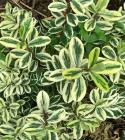 Hebe Cream Variegated