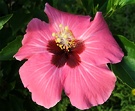 Hibiscus Flower