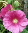 Hollyhock Pink