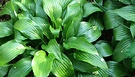 Hosta Green Riibbed