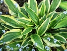 Hosta Spear Leaves