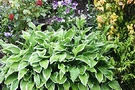 Hosta Textures